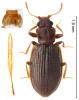 Latridius minutus